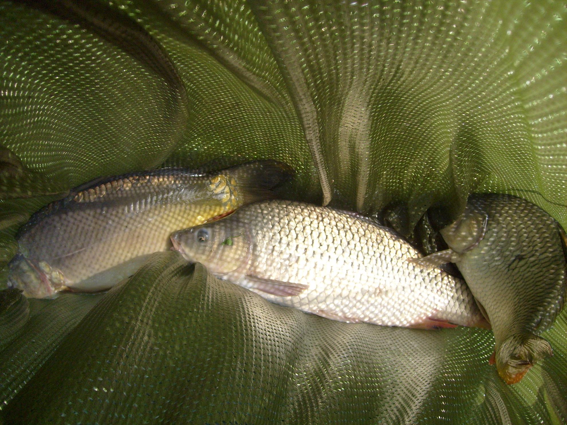 Poze pescuit 2013 - s6300086.JPG